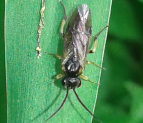 Tenthredinidae da ID